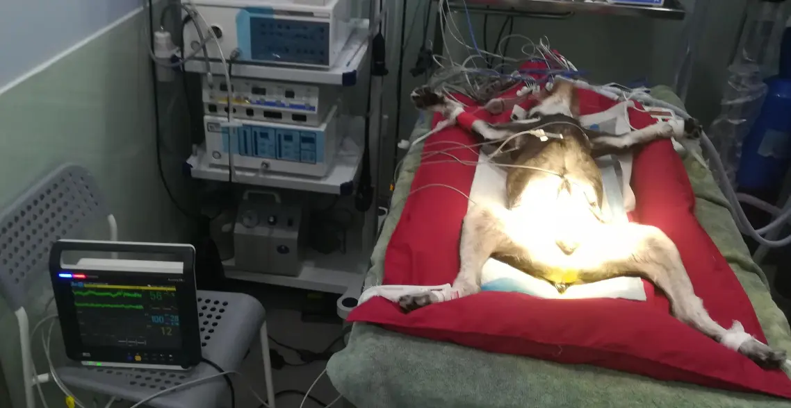 The application of veterinary monitor4