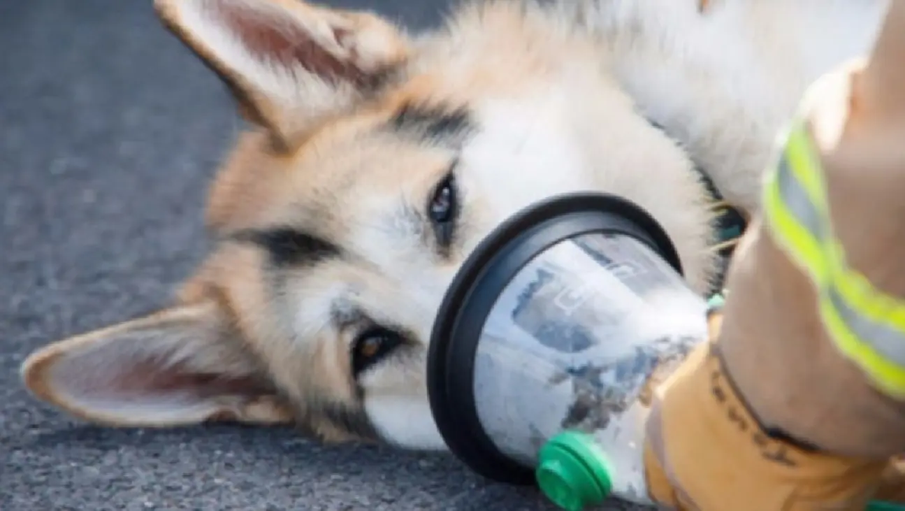 The application of veterinary monitor2